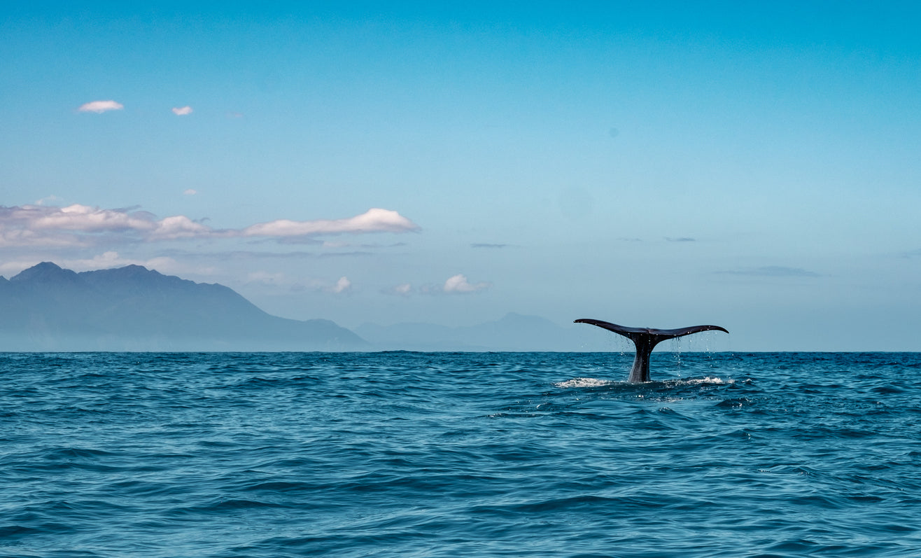 Whale in Sea Photograph Print 100% Australian Made