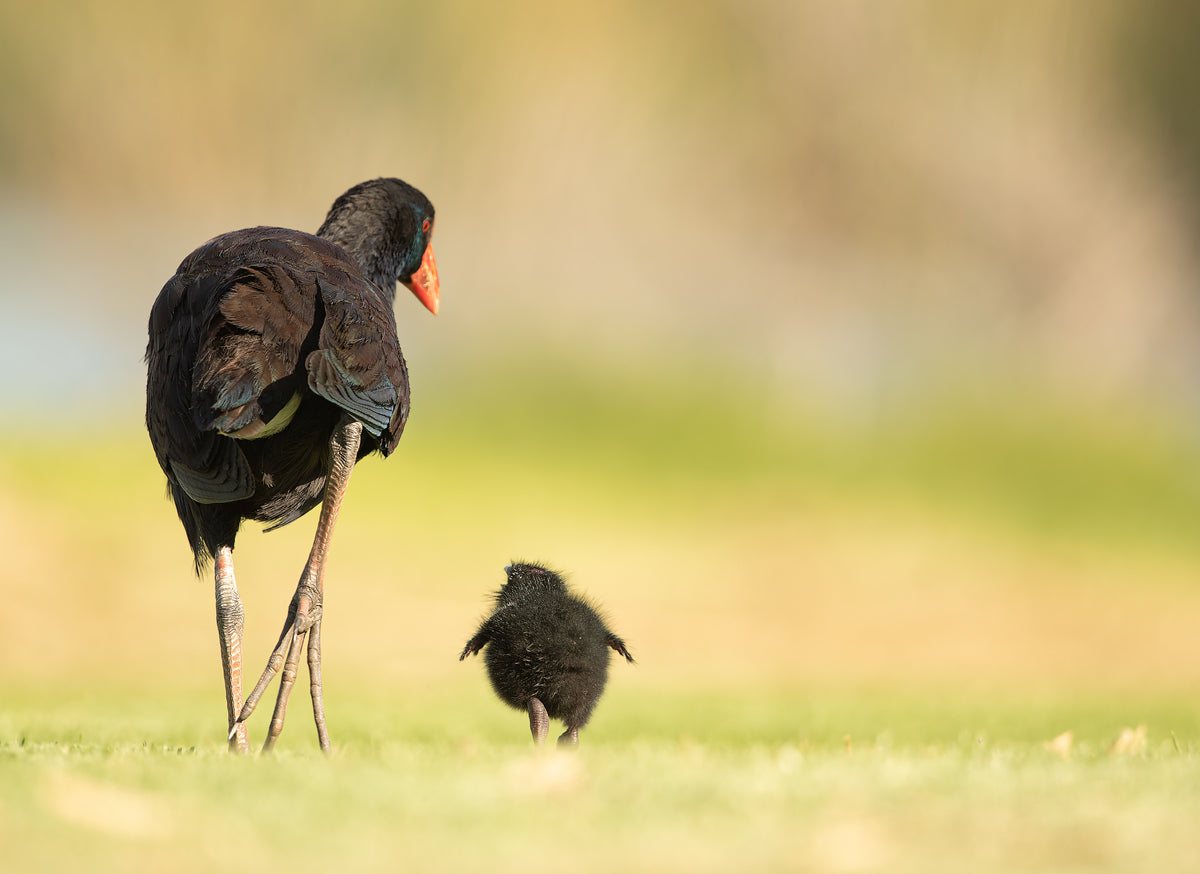 Bird & Baby Walking Home Decor Premium Quality Poster Print Choose Your Sizes