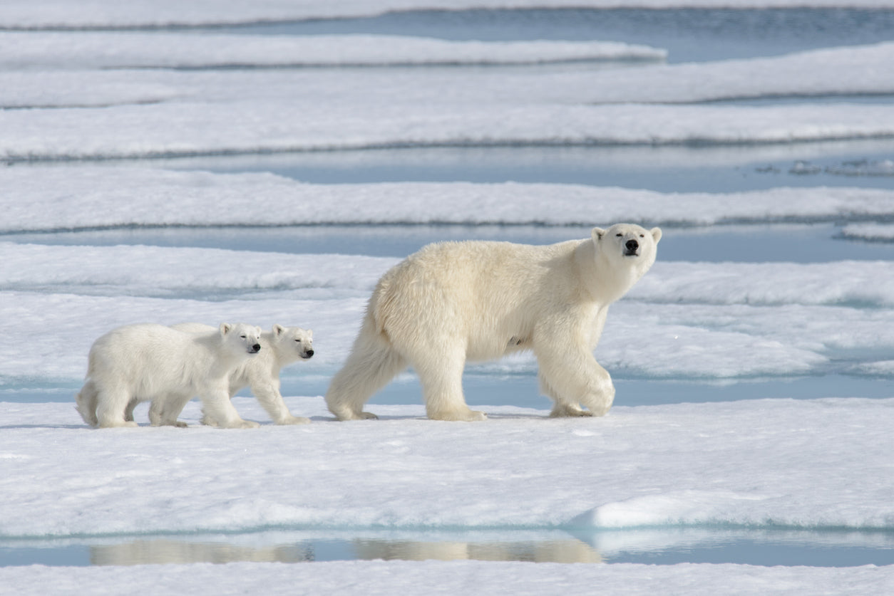 Polar Bears Cubs On Forzen Water Home Decor Premium Quality Poster Print Choose Your Sizes