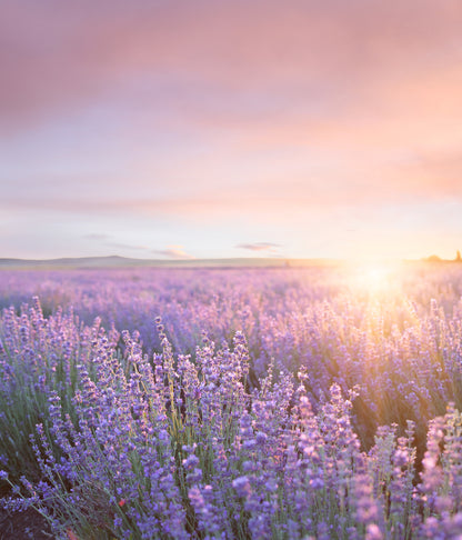 Square Canvas Purple Flower Field Scenery High Quality Print 100% Australian Made