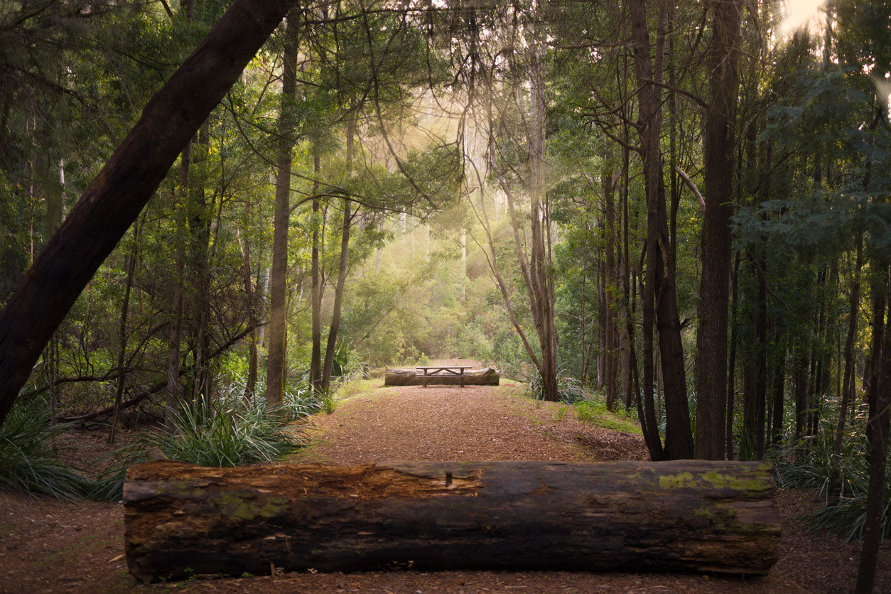 Forest Road Photograph Print 100% Australian Made