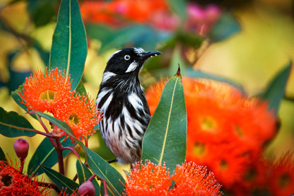 Bird on Flower Tree Photograph Home Decor Premium Quality Poster Print Choose Your Sizes