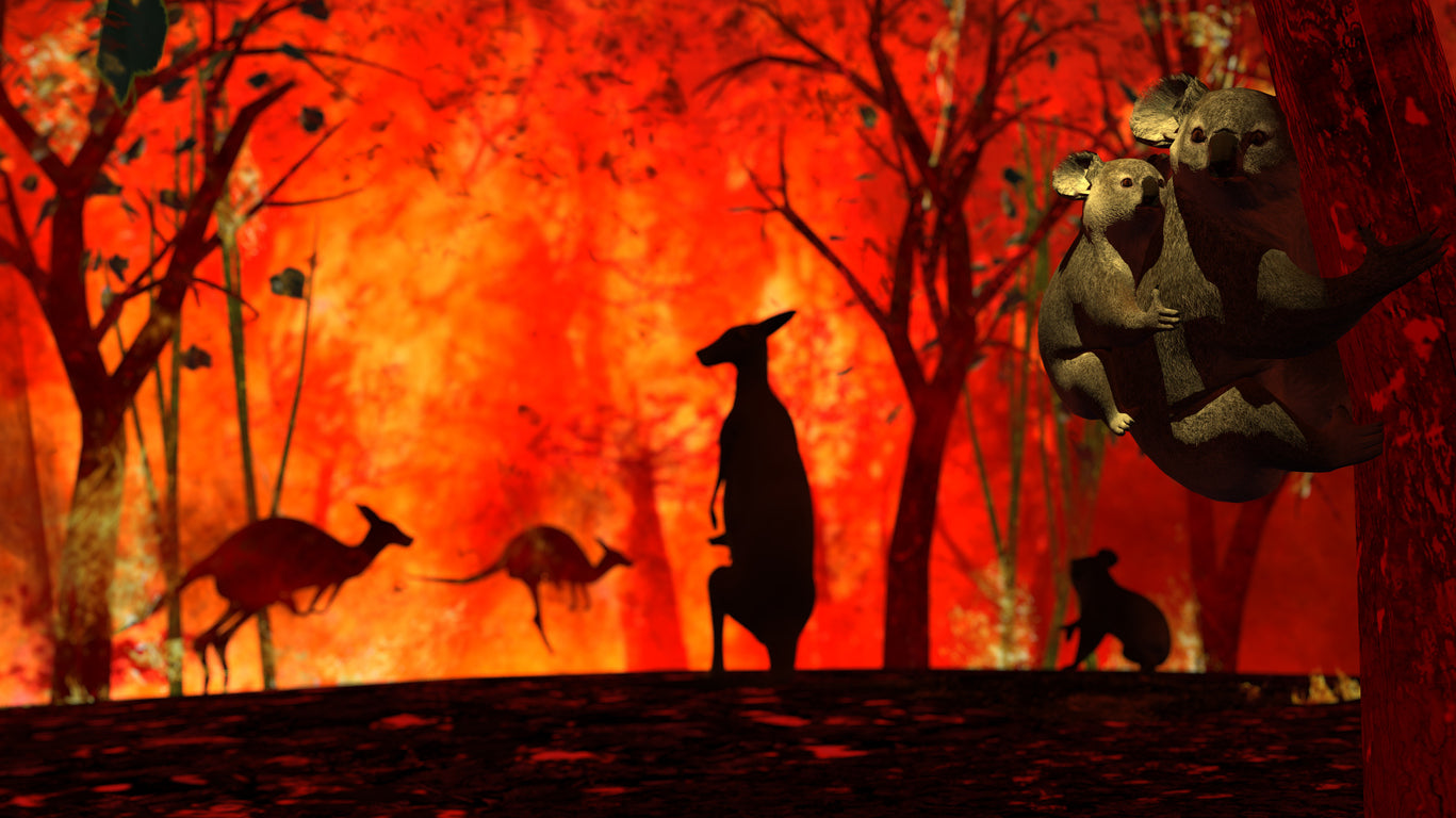 Kangaroos & Koala Stuck in Fire Home Decor Premium Quality Poster Print Choose Your Sizes