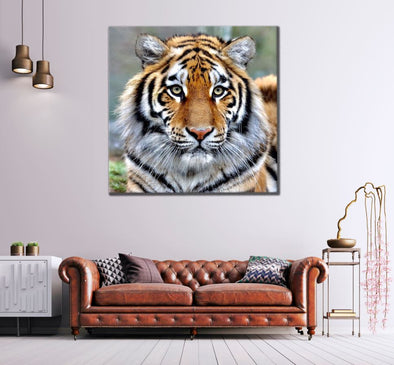 Square Canvas Tiger Portrait Photograph High Quality Print 100% Australian Made
