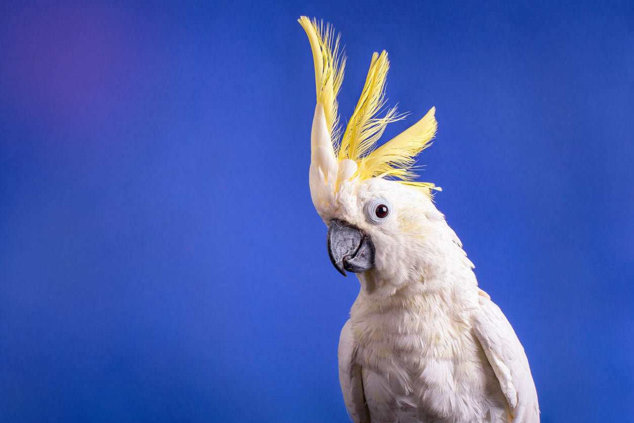 Cockatoo Bird Closeup Photograph Home Decor Premium Quality Poster Print Choose Your Sizes