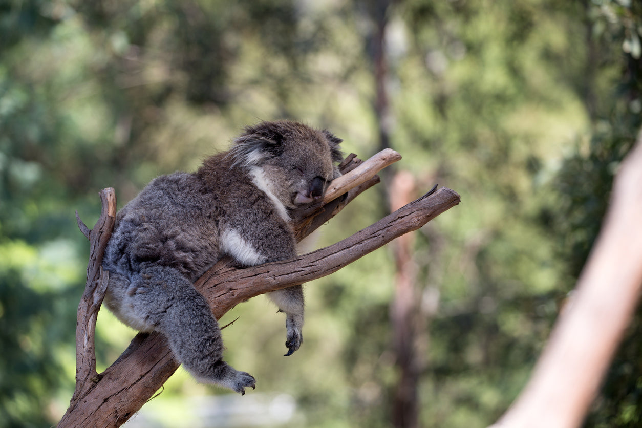 Koala Bear on a Tree Photograph Home Decor Premium Quality Poster Print Choose Your Sizes