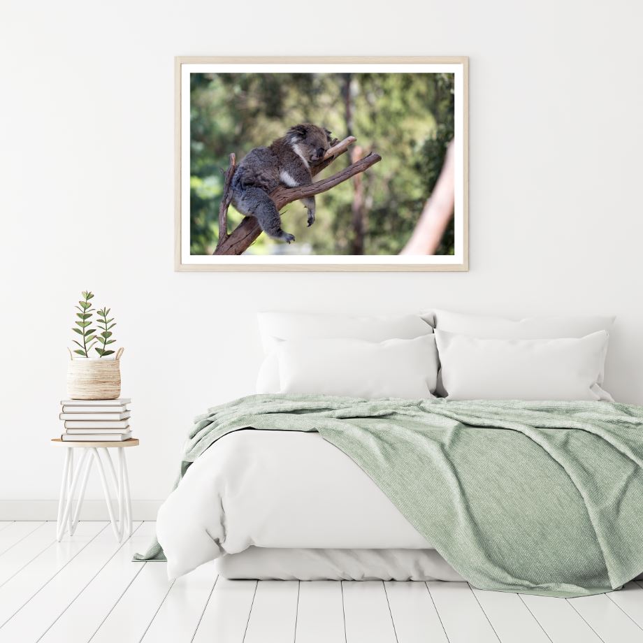 Koala Bear on a Tree Photograph Home Decor Premium Quality Poster Print Choose Your Sizes