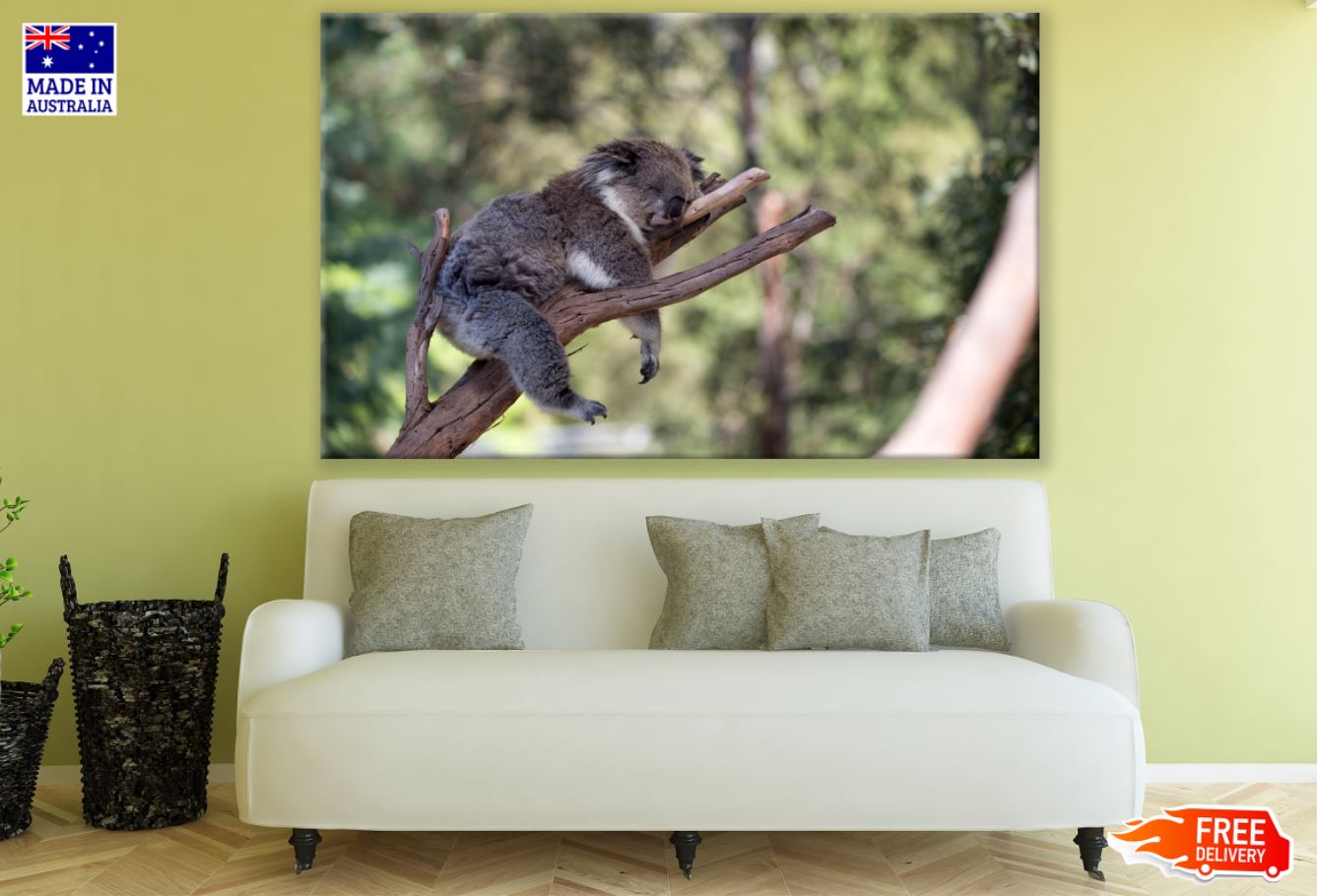 Koala Bear on a Tree Photograph Print 100% Australian Made