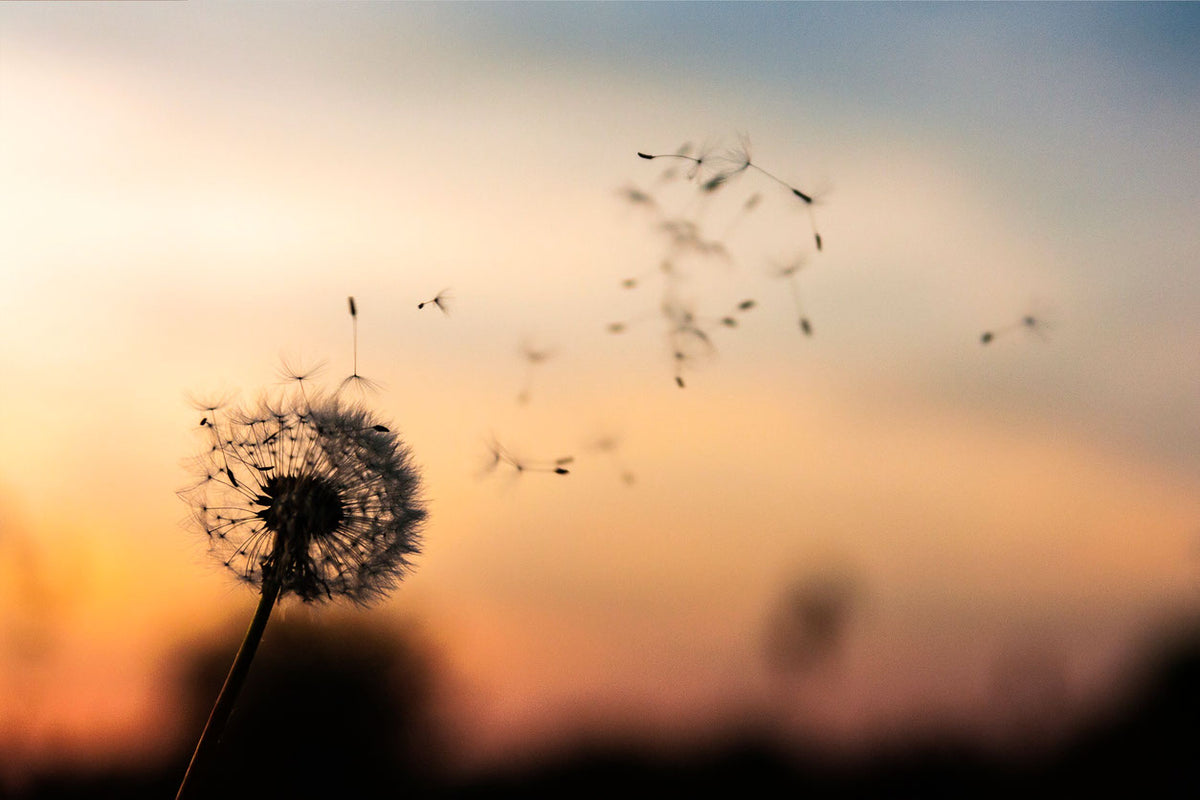 Dandelion Flower Sunset Scenery Home Decor Premium Quality Poster Print Choose Your Sizes