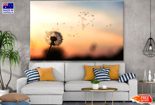 Dandelion Flower Sunset Scenery Print 100% Australian Made