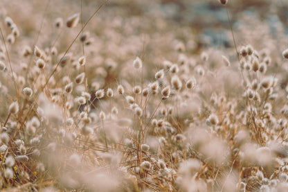 Dry Grass Closeup Photograph Home Decor Premium Quality Poster Print Choose Your Sizes