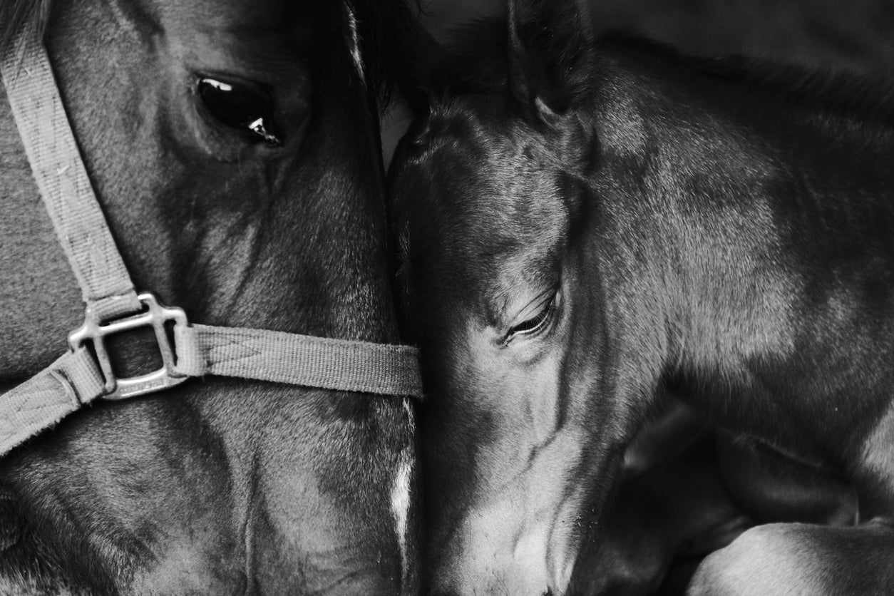 Horse Portrait B&W Photograph Home Decor Premium Quality Poster Print Choose Your Sizes