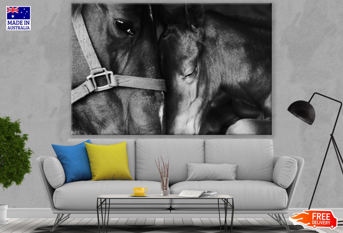 Horse Portrait B&W Photograph Print 100% Australian Made