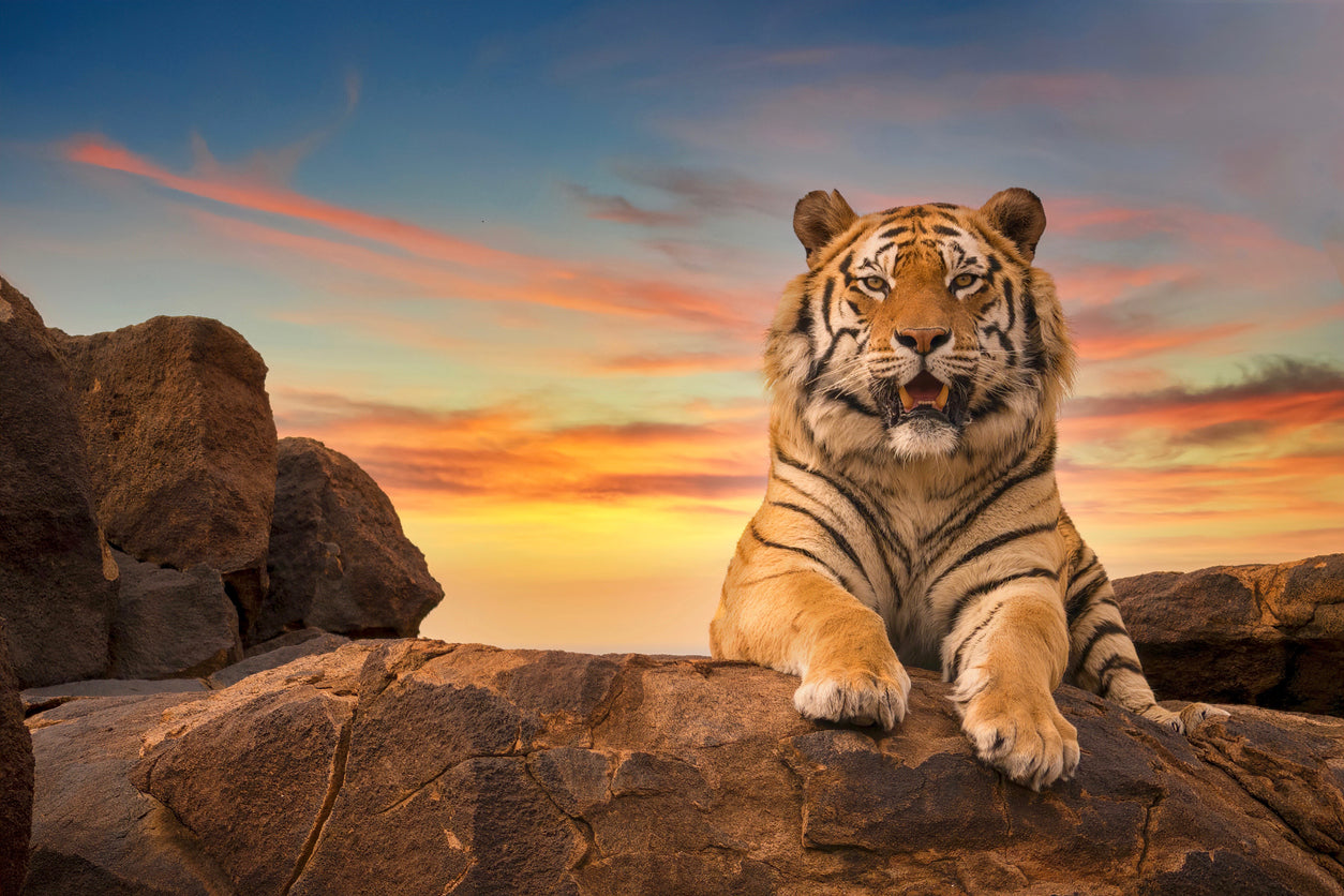 Tiger on a Rock Sunset Photograph Print 100% Australian Made