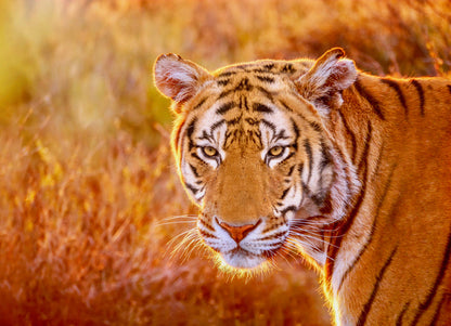 Tiger Portrait Photograph Home Decor Premium Quality Poster Print Choose Your Sizes