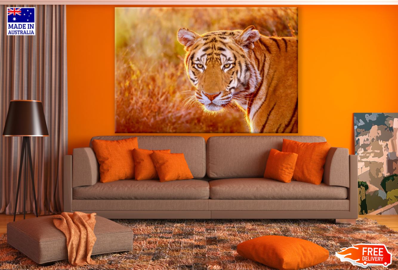 Tiger Portrait Photograph Print 100% Australian Made