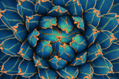 Blue Flower Macro Photograph Home Decor Premium Quality Poster Print Choose Your Sizes