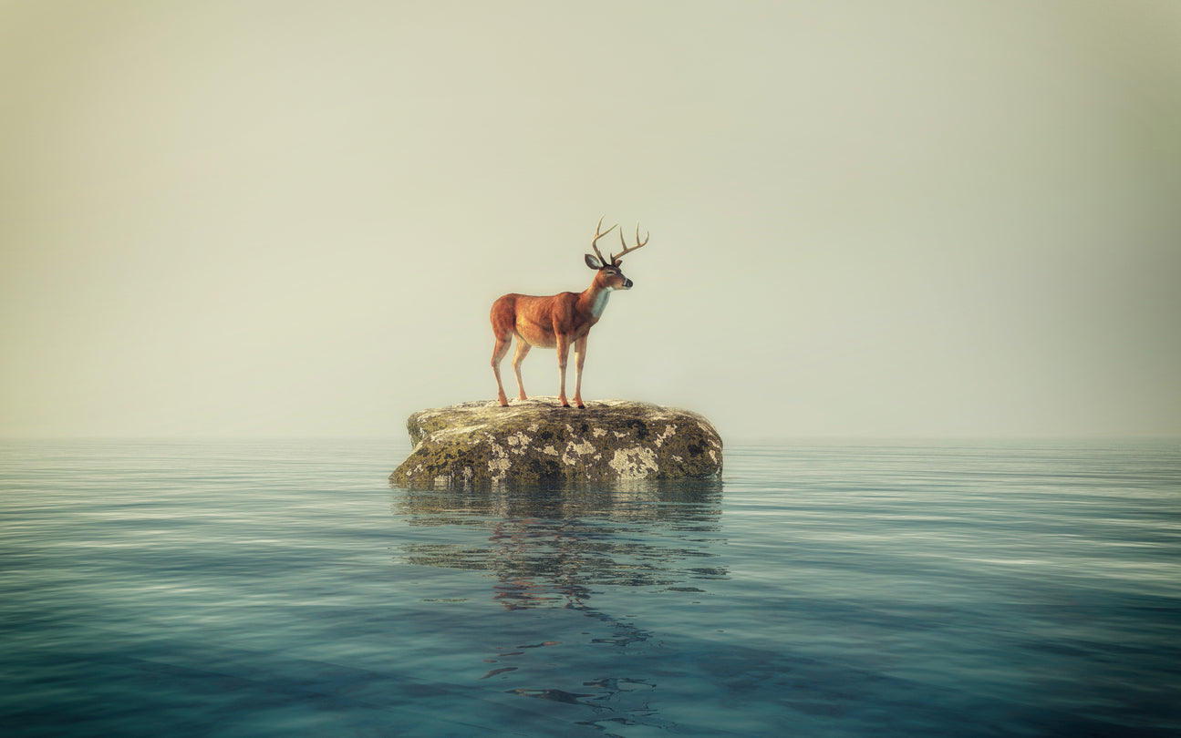 Deer on a Rock in Lake Home Decor Premium Quality Poster Print Choose Your Sizes