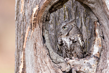 Owl on a Tree Photograph Home Decor Premium Quality Poster Print Choose Your Sizes