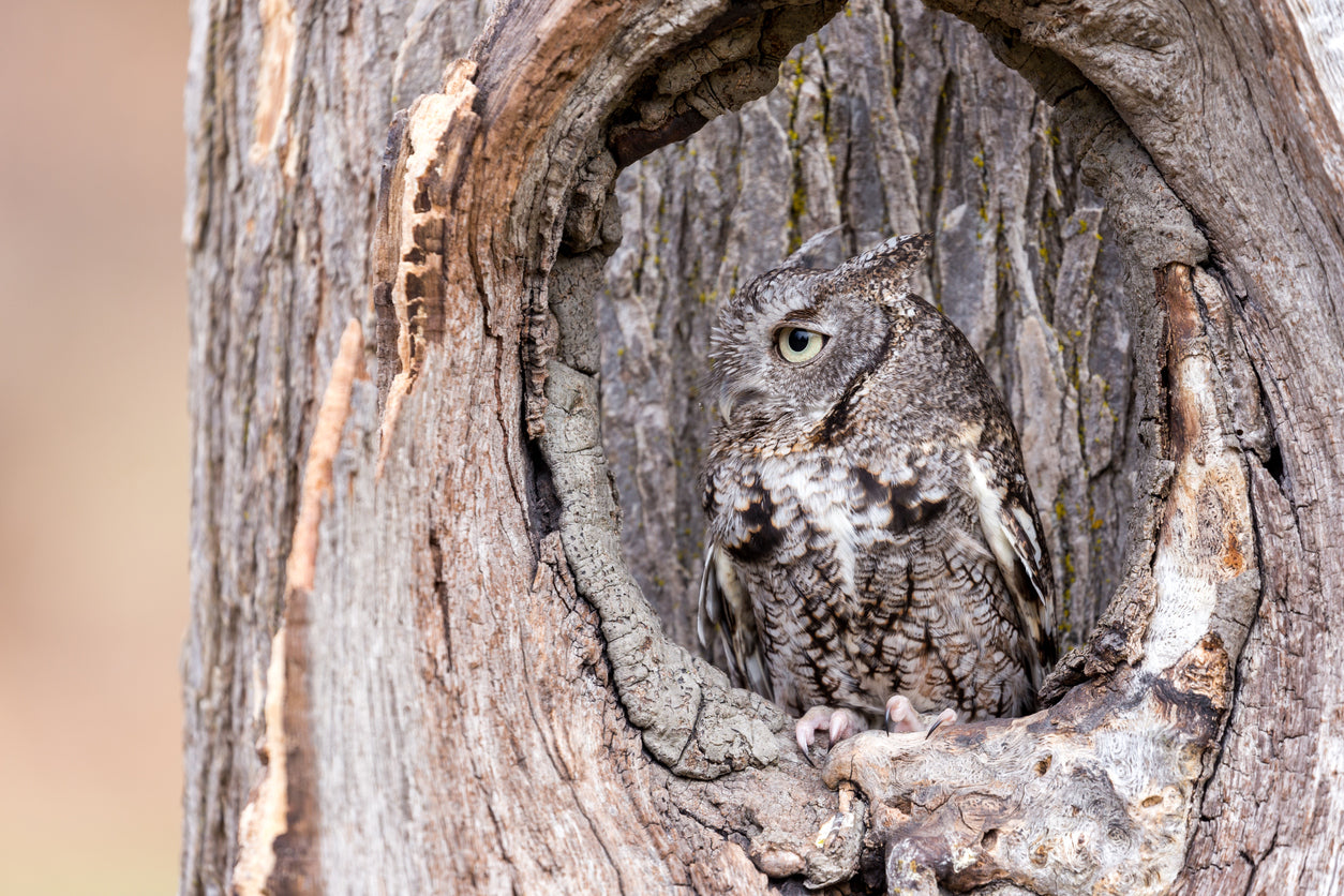 Owl on a Tree Photograph Print 100% Australian Made