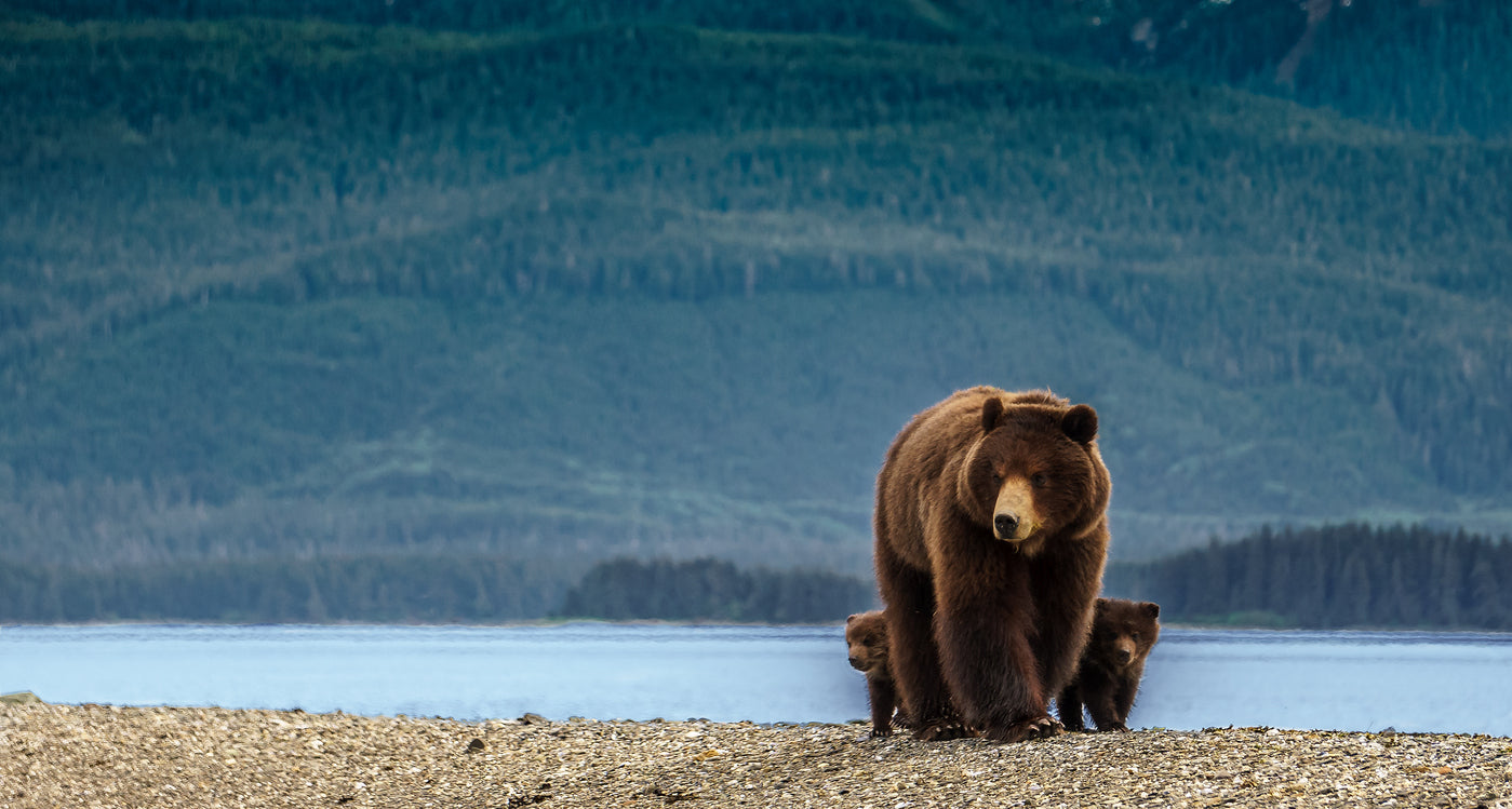 Bear & Cubs Near River Photograph Home Decor Premium Quality Poster Print Choose Your Sizes