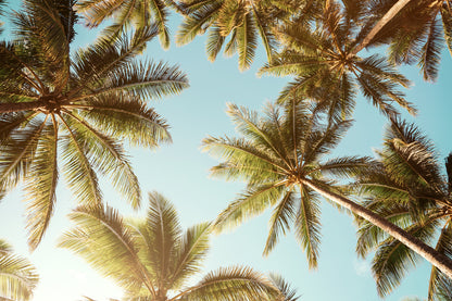 Palm Trees & Sky View Photograph Home Decor Premium Quality Poster Print Choose Your Sizes