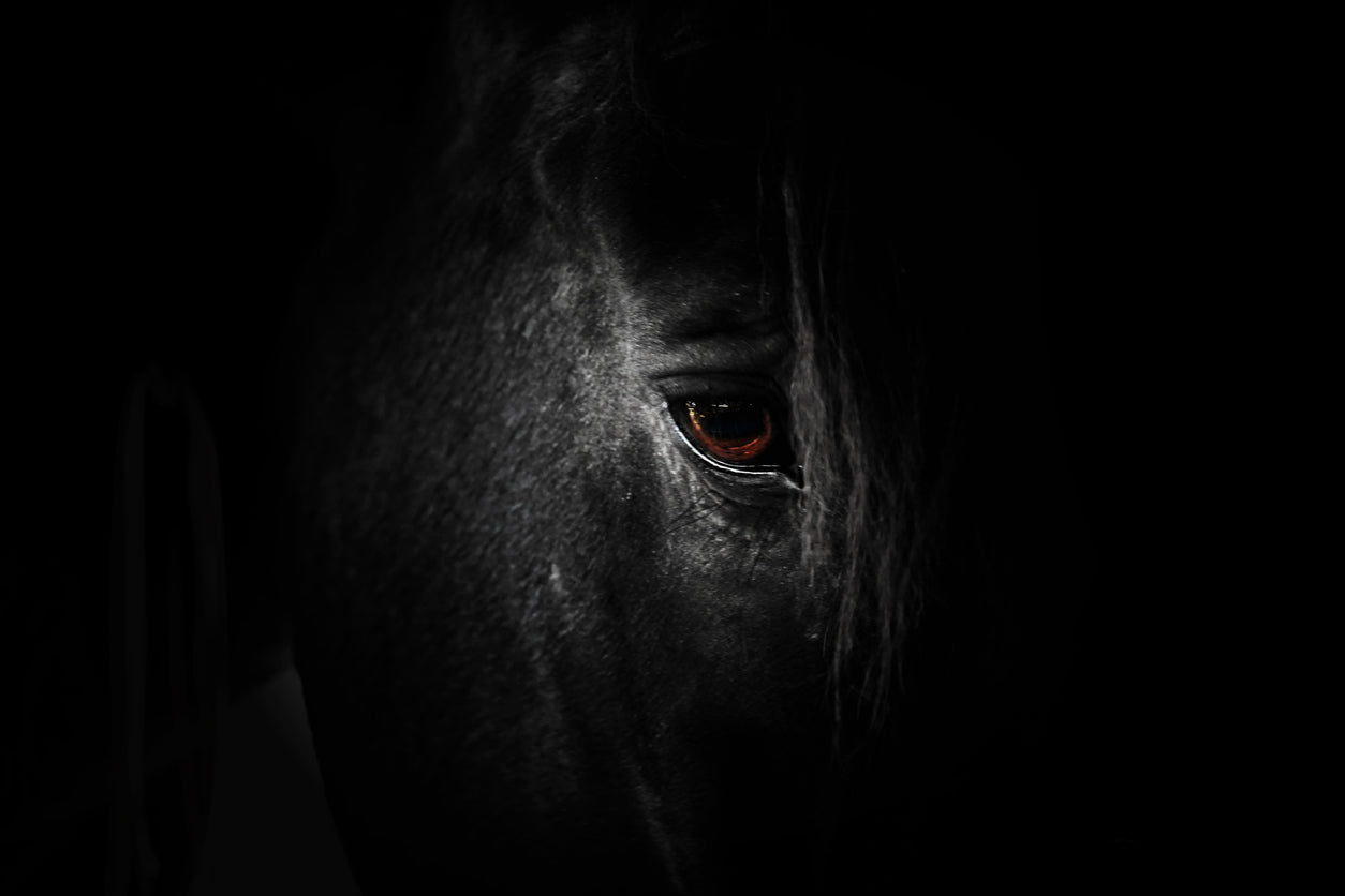 Horse Eye Closeup Photograph Home Decor Premium Quality Poster Print Choose Your Sizes