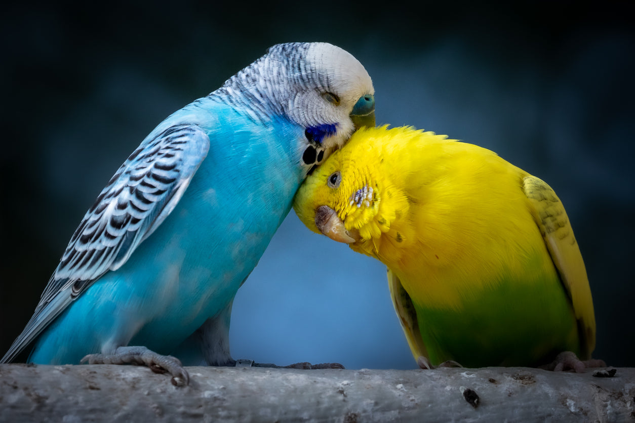 Love Birds Closeup Photograph Home Decor Premium Quality Poster Print Choose Your Sizes