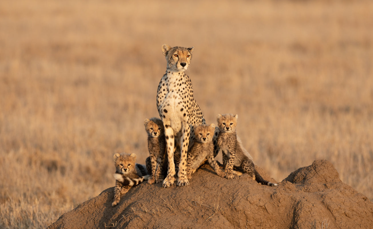 Cheetah & Cubs on a Rock View Home Decor Premium Quality Poster Print Choose Your Sizes