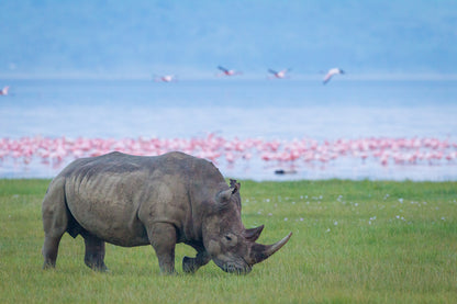 Rhino on A Ground Near River Print 100% Australian Made