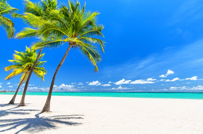 Palm Trees Near Sea Photograph Print 100% Australian Made