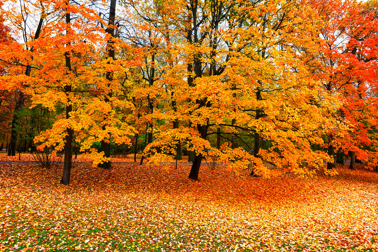 Yellow Autumn Forest Photograph Home Decor Premium Quality Poster Print Choose Your Sizes