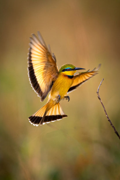 Bird Flying Closeup Photograph Home Decor Premium Quality Poster Print Choose Your Sizes