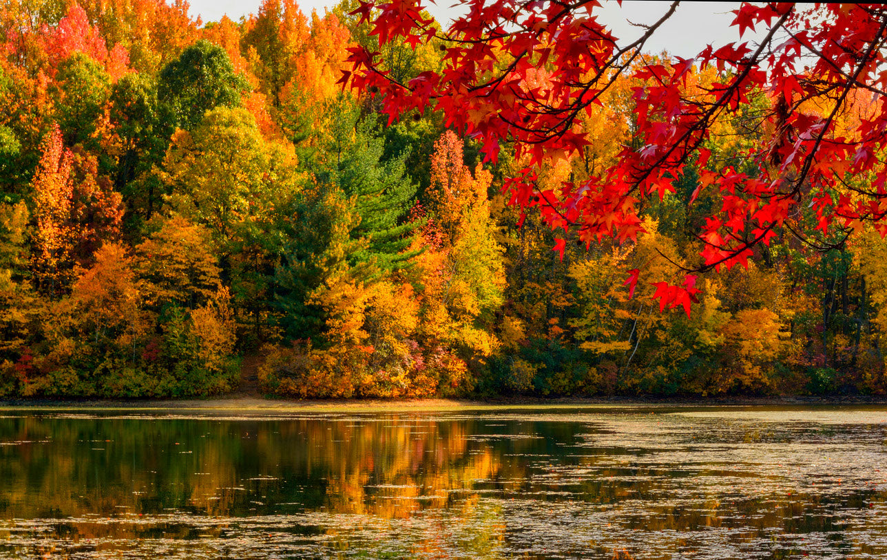 Lake & Autumn Forest Photograph Home Decor Premium Quality Poster Print Choose Your Sizes