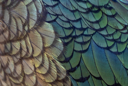 Colorful Feathers Closeup Photograph Print 100% Australian Made