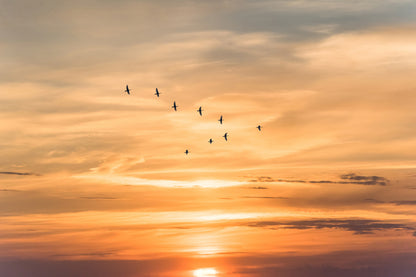 Birds Flying at Sunset Sky Home Decor Premium Quality Poster Print Choose Your Sizes