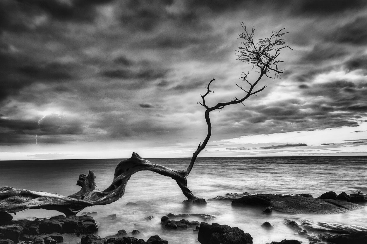 Dead Tree on Sea B&W Photograph Print 100% Australian Made