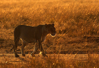 Lioness Walking on Field Sunset Print 100% Australian Made