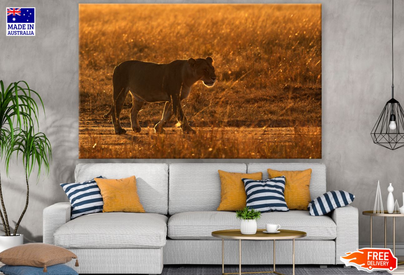 Lioness Walking on Field Sunset Print 100% Australian Made