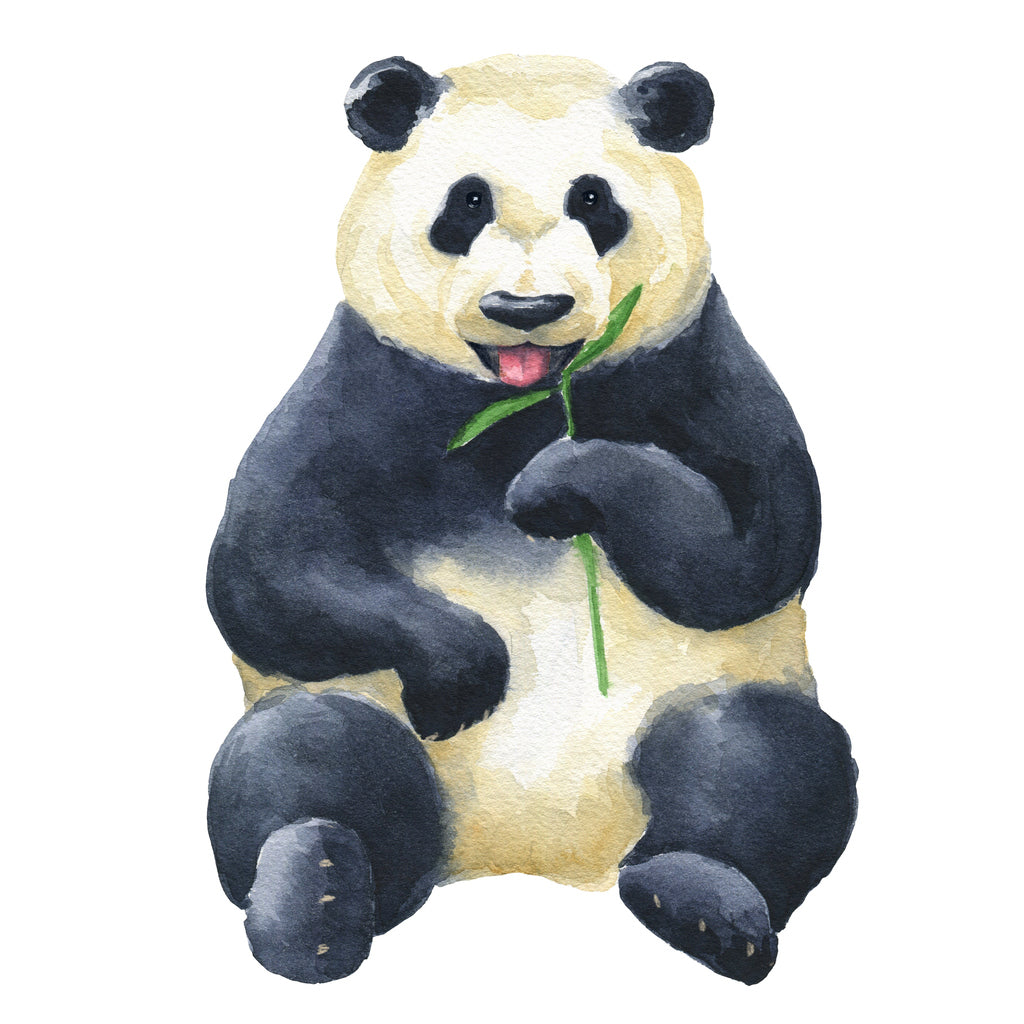 Square Canvas Panda Watercolor Painting High Quality Print 100% Australian Made