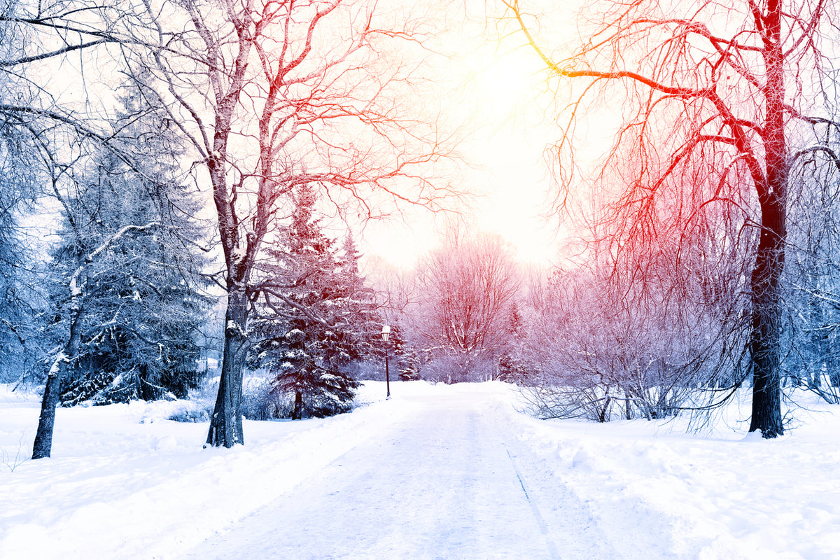 Snow Covered Forest Photograph Print 100% Australian Made