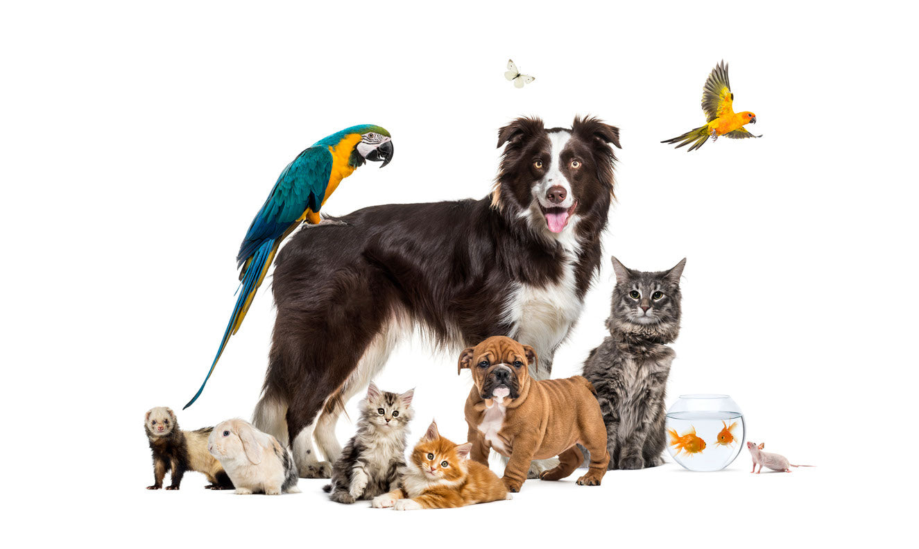 Dog Cats & Birds Photograph Print 100% Australian Made