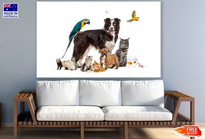 Dog Cats & Birds Photograph Print 100% Australian Made