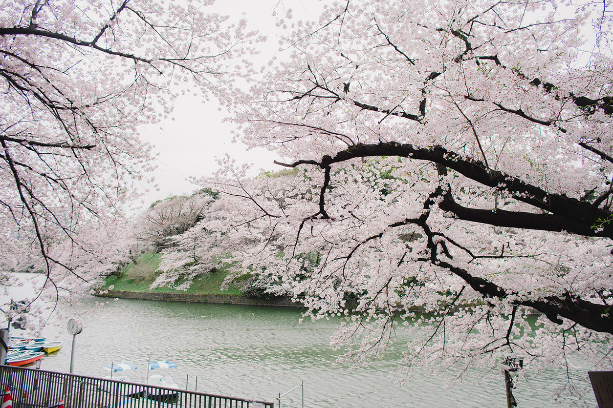 Blossom Trees Near River View Home Decor Premium Quality Poster Print Choose Your Sizes