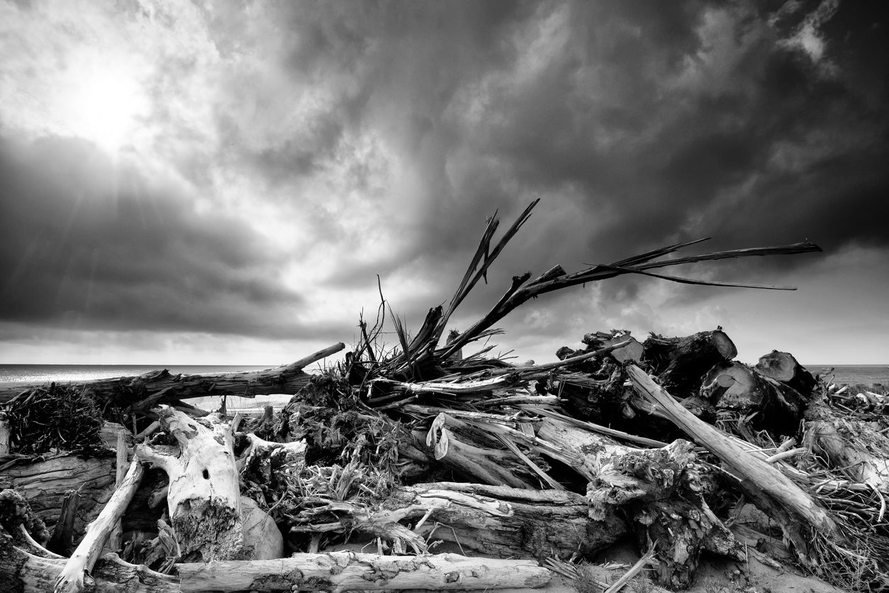 Dead Trees on Sea Shore B&W View Print 100% Australian Made