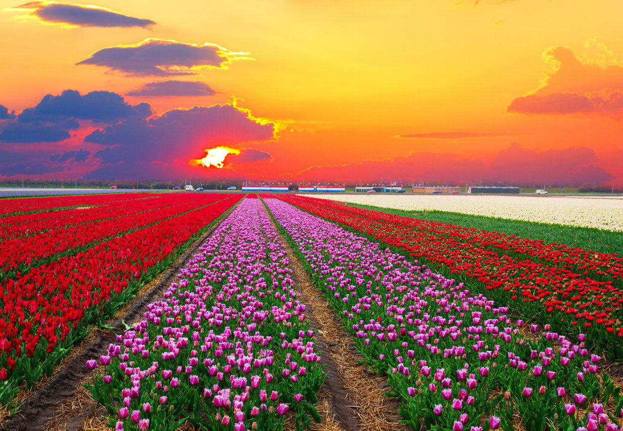 Colorful Flower Field Photograph Print 100% Australian Made