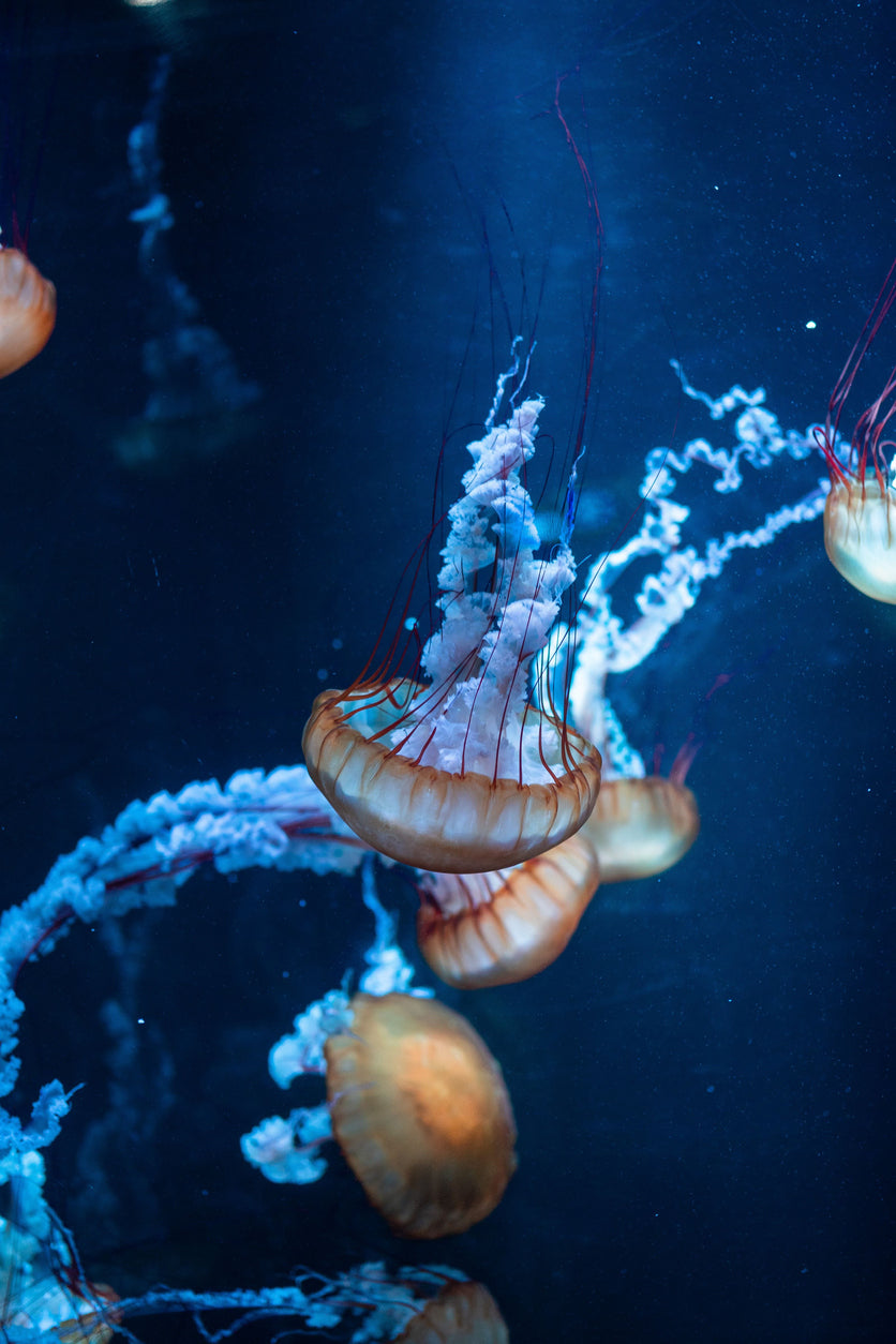 Jelly Fish Underwater Photograph Print 100% Australian Made