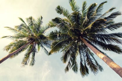 Palm Trees Closeup Photograph Print 100% Australian Made