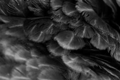 B&W Feathers Closeup Photograph Print 100% Australian Made