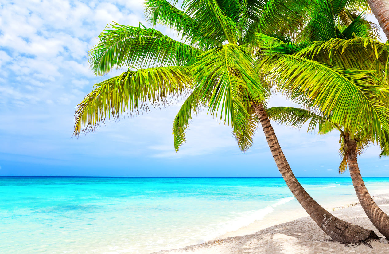 Palm Trees Near Sea Photograph Print 100% Australian Made